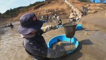 25年ぶりに池の水を抜いてみたら…　南砺・桜ヶ池で「かいぼり」 市民ら50人が泥まみれで奮闘　60センチ超の大型ブラックバスなど現れる