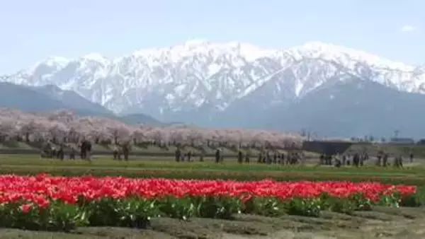 富山・朝日町の「春の四重奏」が8年連続揃う　満開の桜に観光客も感激、電動キックボードで町めぐりも