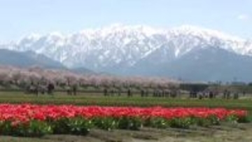 富山・朝日町の「春の四重奏」が8年連続揃う　満開の桜に観光客も感激、電動キックボードで町めぐりも