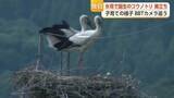 「【独自】氷見のコウノトリ無事巣立つ BBTカメラが成長を記録」の画像1