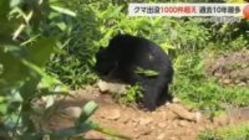 【富山の1年】「クマ大量出没」 過去最多に高まる住民の不安　「再来年また大量出没」専門家【動画あり】