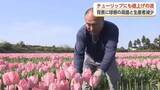 「高嶺の花に？ チューリップにも値上げの波　背景に球根の高値と生産者減少」の画像1