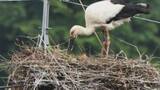 「富山・氷見市の電柱の上でコウノトリ3羽のヒナが誕生　県内初確認、地域全体が「静かに見守る」」の画像1