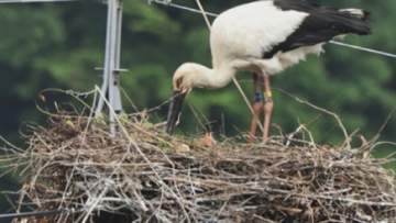 富山・氷見市の電柱の上でコウノトリ3羽のヒナが誕生　県内初確認、地域全体が「静かに見守る」