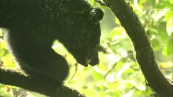 専門家とハンター、立場の違いから見えるクマ出没対策の課題　富山県でクマ出没971件、過去10年最多に