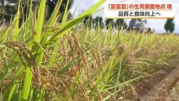1等米比率90％以上へ　富山県が「富富富」の生育調査を25カ所から37カ所に拡大