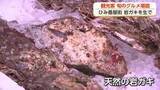 「【お盆スケッチ】旬の岩ガキを生で ひみ番屋街で観光客らグルメ満喫 お盆でにぎわう」の画像1
