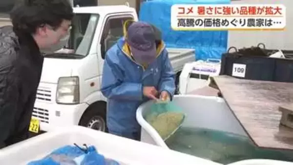 コメ作り「暑さに強い品種」へ転換加速　富山の農家が明かす「ほとんど赤字のような状態」【動画で見る】