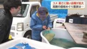 コメ作り「暑さに強い品種」へ転換加速　富山の農家が明かす「ほとんど赤字のような状態」【動画で見る】