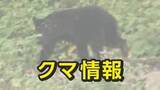 「【速報】称名滝近くの駐車場で86歳の男性がクマに襲われケガ ドクターヘリで病院に搬送」の画像1