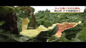 スイカを狙い撃ち？富山市で連日出没のクマ　8個食い荒らされ「今晩また来る可能性が高い」と危機感