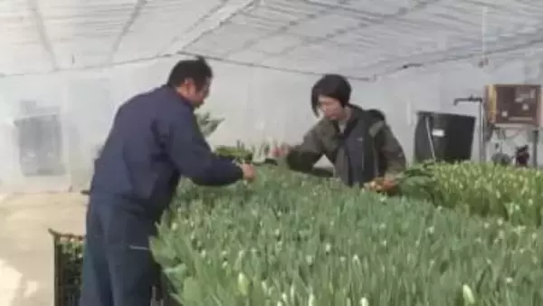 卒業式シーズンでチューリップ切り花の出荷最盛期　式典で贈る花束として人気