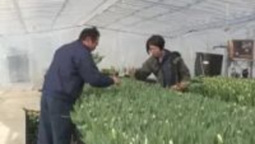 卒業式シーズンでチューリップ切り花の出荷最盛期　式典で贈る花束として人気