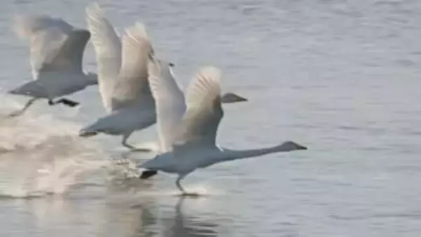 冬の使者、ハクチョウの一日を追う　家族の絆と3000キロの旅路