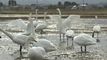 富山市、高岡市伏木ともに最高気温は4度予想　前日から12度急降下か、ハクチョウが越冬の姿