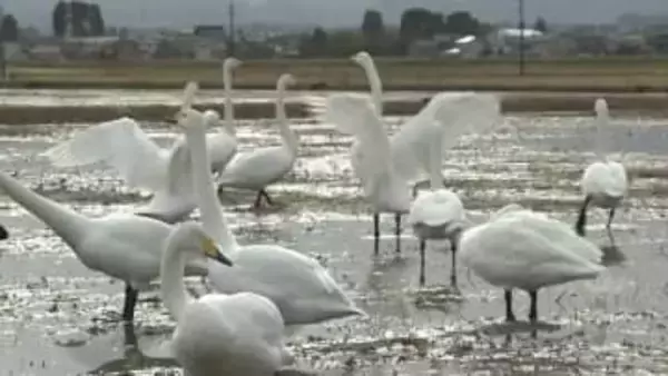 富山市、高岡市伏木ともに最高気温は4度予想　前日から12度急降下か、ハクチョウが越冬の姿