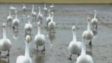 富山市、高岡市伏木ともに最高気温は4度予想　前日から12度急降下か、ハクチョウが越冬の姿