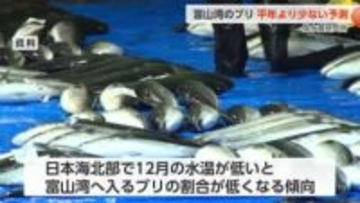 富山湾の「ひみ寒ぶり」今冬は平年下回る可能性　水温低下で平年より少ない入り込み量を予測