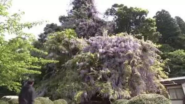 氷見・磯部神社のフジが見ごろ　神社をすっぽり埋める「表年」、大木が鈴なりに花
