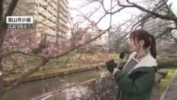 週末の天気は「湿った北風ひんやり」3月上旬は曇りの日が続きがちに　気温も低下傾向【気象予報士解説 】