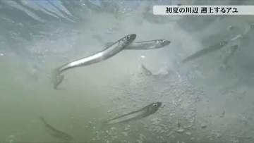 命がけの川のぼり　初夏の熊野川、アユたちの遡上　激流と空腹の鳥が待ち構える命の奮闘【動画で見る】