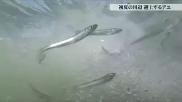 命がけの川のぼり　初夏の熊野川、アユたちの遡上　激流と空腹の鳥が待ち構える命の奮闘【動画で見る】