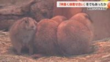 寒さに弱いカピバラはお風呂で、プレーリードッグは「だんご」に？ 進む冬支度、雪つりと動物たちの越冬