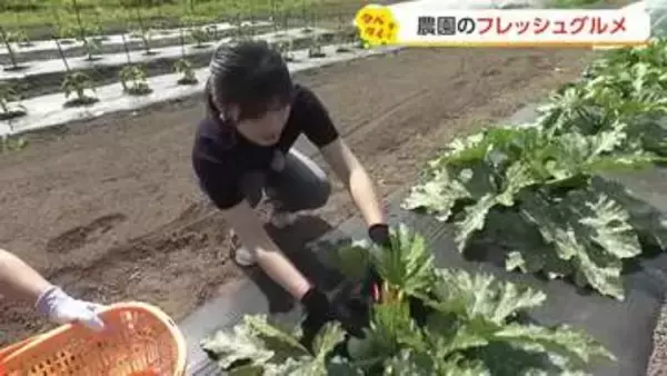 富山のフレッシュな農園グルメ　ラベンダー摘み取りや丸ズッキーニ収獲体験も
