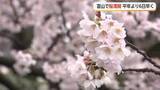 「富山でソメイヨシノが満開　平年より6日早く、3日は絶好のお花見日和に」の画像1