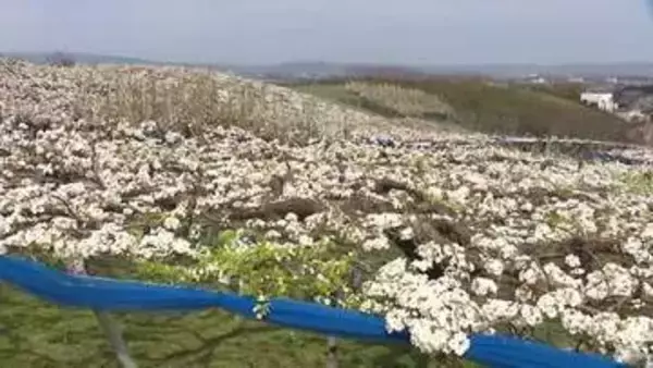 呉羽の梨畑に「白いじゅうたん」　今年は平年より8日早い満開、受粉作業が大詰め【気象予報士 解説】