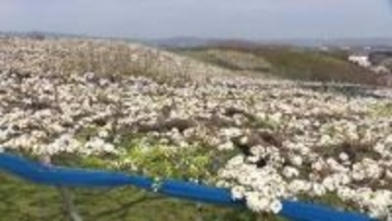 呉羽の梨畑に「白いじゅうたん」　今年は平年より8日早い満開、受粉作業が大詰め【気象予報士 解説】