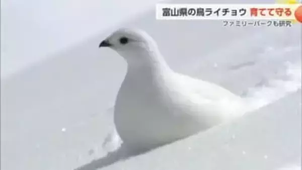 北アルプスの守り神「ライチョウ」保護10年の軌跡　絶滅危機に立ち向かう取り組み