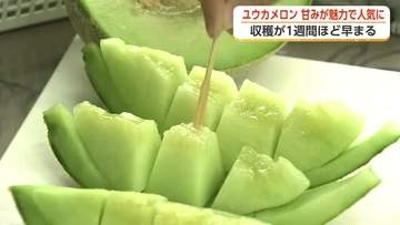 糖度16度超えも　高岡・ユウカメロンが出荷ピーク「色あがりが良く、良い仕上がり」