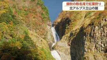 北アルプス・立山の麓、称名滝で紅葉が見ごろ　雨上がりの水たまりに「逆さ滝」が映り込む