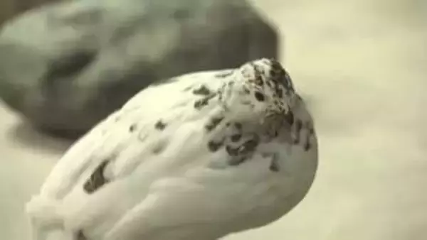 ファミリーパーク生まれのニホンライチョウが人気ナンバーワンに　動物選挙の結果発表