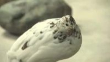 ファミリーパーク生まれのニホンライチョウが人気ナンバーワンに　動物選挙の結果発表