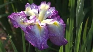 富山・砺波市の県民公園頼成の森で「花しょうぶ祭り」開幕　600品種70万株が来場者を迎える