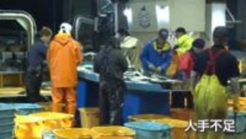多様な人材が支える富山の漁業、人手不足解消への新たな取り組み 「男でも女でも外国人でも気にしない」