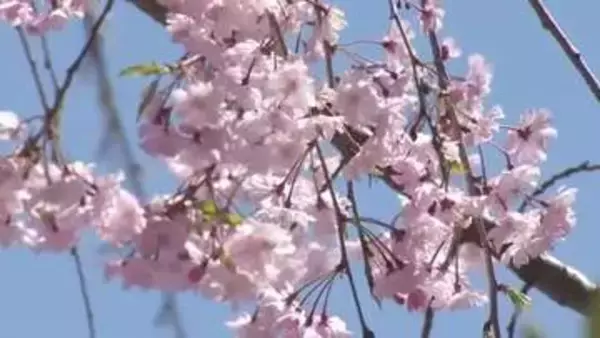 穏やかな陽気に春を満喫　富山は13日も晴れ