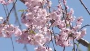 穏やかな陽気に春を満喫　富山は13日も晴れ