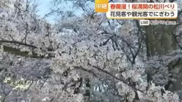 【中継1】春爛漫！桜満開の松川べりとチンドンコンクール