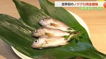 世界初「白身のトロ」ノドグロ完全養殖に成功も“97％がオス”になる謎…【動画で見る】