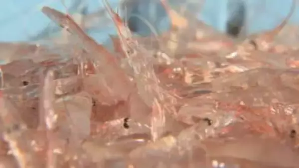 富山湾のシロエビ漁、平年の半分の漁獲量にとどまる　前例ない6回の休漁…水揚げ大幅減少