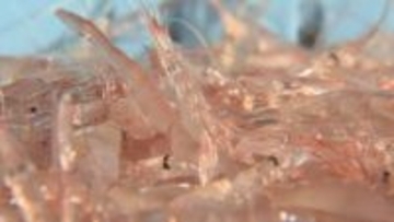 富山湾のシロエビ漁、平年の半分の漁獲量にとどまる　前例ない6回の休漁…水揚げ大幅減少