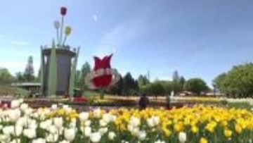 となみチューリップフェア開幕！ 過去最大300品種350万本が鮮やかに彩る　入場料値上げも観光客続々