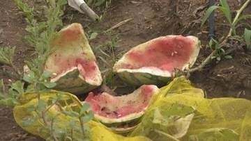 富山市でクマ出没相次ぐ　家族で食べようと…収獲間際の家庭菜園のスイカ全滅に落胆　「どこに潜んでいるか分からない」　ドラレコに成獣の姿、フン3か所で発見