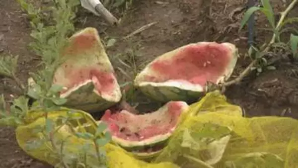 富山市でクマ出没相次ぐ　家族で食べようと…収獲間際の家庭菜園のスイカ全滅に落胆　「どこに潜んでいるか分からない」　ドラレコに成獣の姿、フン3か所で発見