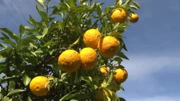 「今年は豊作です」砺波市庄川町の特産ユズが収穫最盛期、約5トンの香り高い実りに地元期待