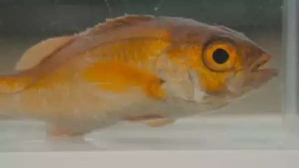 近畿大学、世界初のノドグロ完全養殖に成功　「脂がのっているので炙って食べたら絶品」と太鼓判