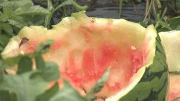 スイカを8個食い荒らしたクマ「今晩また来る可能性が高い」と危機感　富山市内で続くクマ出没と“スイカ被害”　同じ個体が移動した可能性